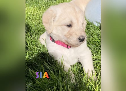 Goldendoodle & Labradoodle Labrador+Golden+Retriever+Pudel Welpen