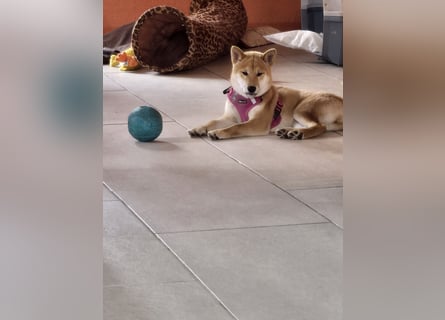 Shiba inu Welpen.   vom Haus Joe   ,Liebhaberzucht