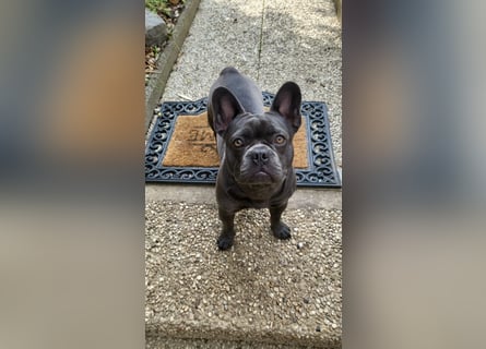 Schmusehund sucht neues liebevolles Zuhause