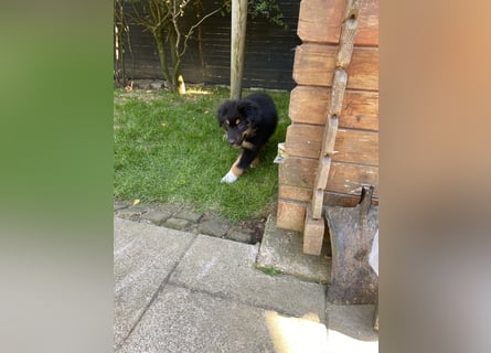 Dieser süße Australian Shepherd Rudel