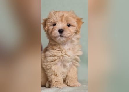 Maltipoo welpe rüde