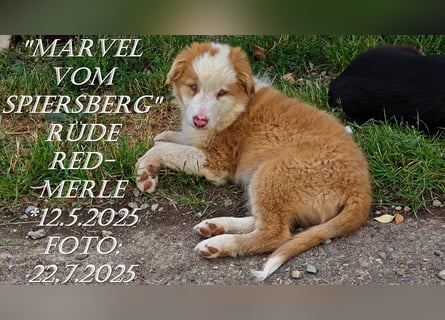 Border Collie-Welpen , black-,choco-,red-white und red-merle