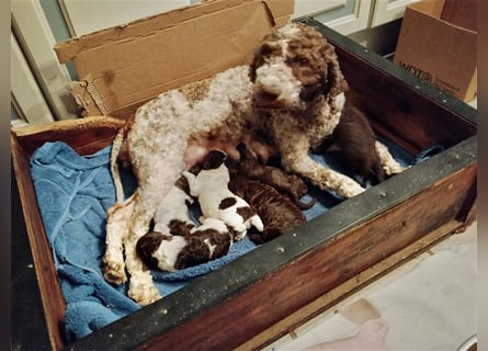 Lagotto Romagnolo Welpen, 4 Hündinnen suchen ein Zuhause