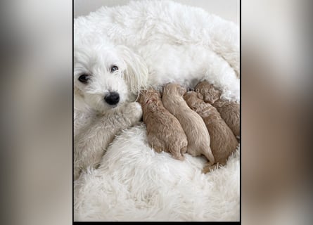Traumhafte Maltipoo Welpen F1 Malteser Pudel