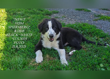Border Collie-Welpen , black-,red-white und red-merle