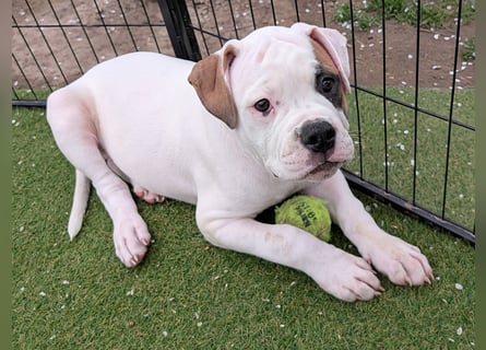 American Bulldog Welpen