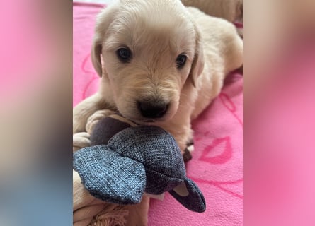 Golden Retriever Welpen abzugeben