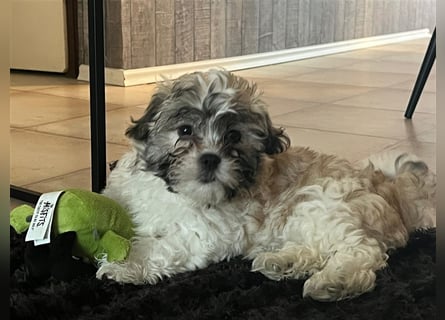 Shih Tzu Malteser Mix Welpen 15 Wochen alt