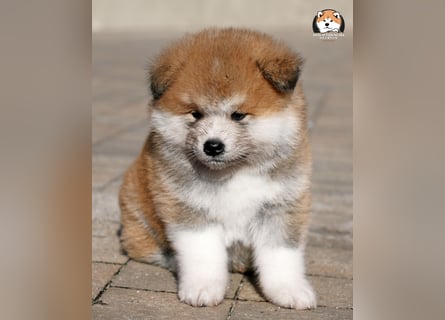 * Akita Inu - Japanische Akita langhaar Welpen, FCI registriert *