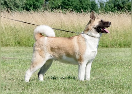 Echte reinrassige American Akita Welpen