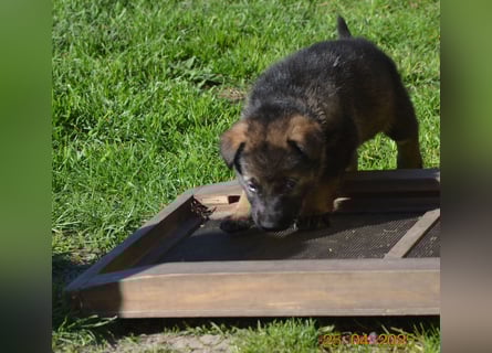 Dunkelgraue Schäferhunde aus Kör-u.Leistungzucht