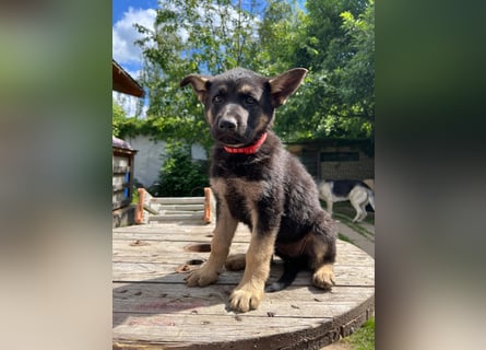Deutsche Schäferhund Welpen