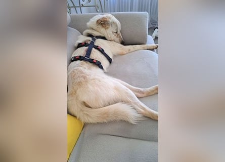 Lustiger Felix sucht ein aktives Zuhause
