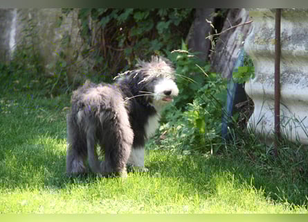 Bearded Collie , 1 Mädchen ist bereit für die Welt!