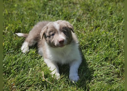 Border Collie Welpen -  Rüden