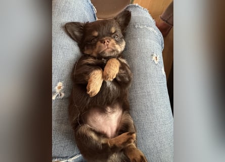 Wir haben aktuell Welpen. 2 Chihuahua Mädels