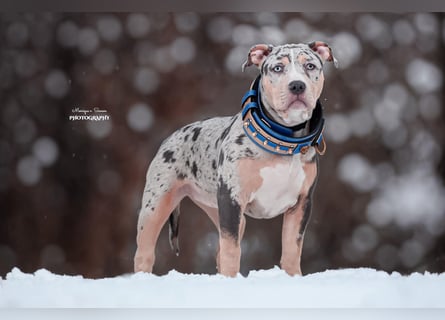 American bully xl/xxl mit Abkc Papieren