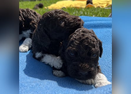 Lagotto Romagnolo, Welpen von ausgezeichneter Qualität