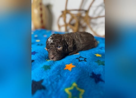 Lagotto Romagnolo Puppy FCI