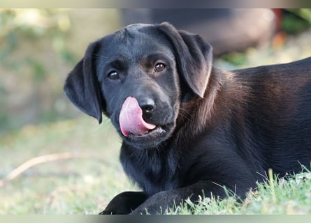 Labradorwelpen