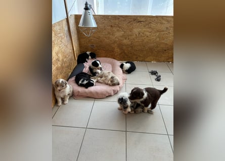 8 Australian Sheperd Welpen