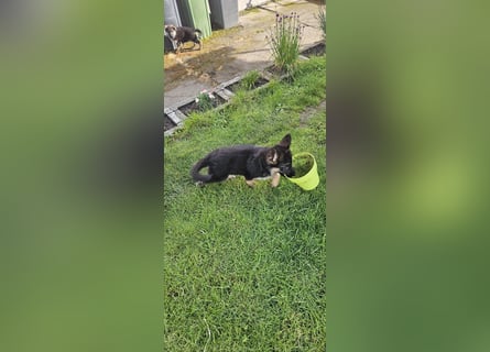 Schäferhund Welpen