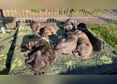 Irish Wolfhound Welpen