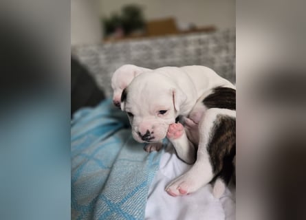 American Bulldog Welpen aus Hybrid/Standard Verpaarung ab Mitte Juni abzugeben, www.cocodin-bulls.de