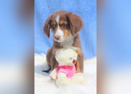 Super schöne Miniature Australian Shepherd Schmusebärchen aus liebevoller Hausaufzucht .