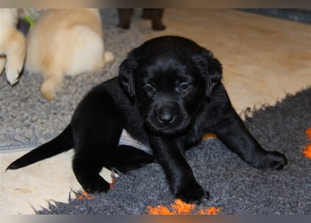 Unsere bildhübschen, vitalen Labradorwelpen sind gelandet!