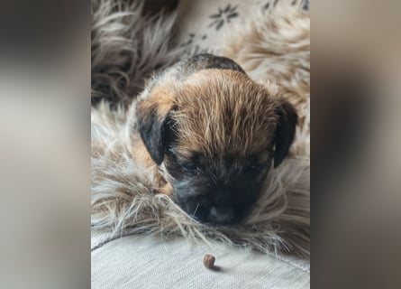 1 süße Border Terrier Hündin sucht ein liebevolles Zuhause