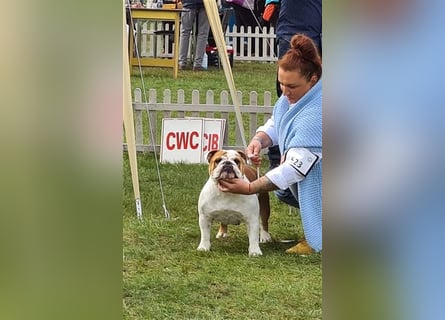 Englische Bulldoggenwelpen verfügbar in der Hauszucht "Von Teodor" FCI!