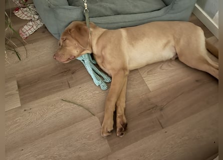 Labrador 11 Monate in erfahrene Hände
