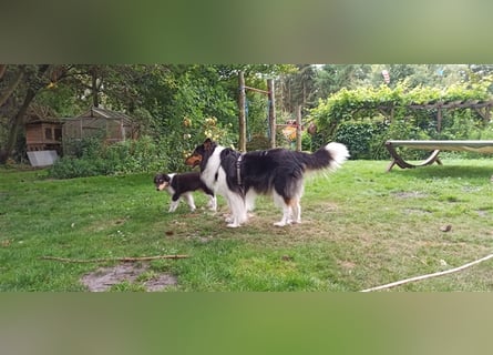 Familienfreundliche amerikanische Collies