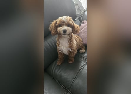 Maltipoo Rüde, Ahnentafel, asiatische Linie!