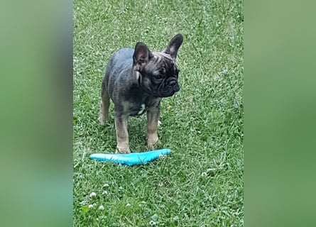 Liebevolles Zuhause gesucht