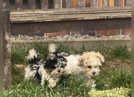 Wunderschöne Yorkipoo Welpen in Sonderlackierung