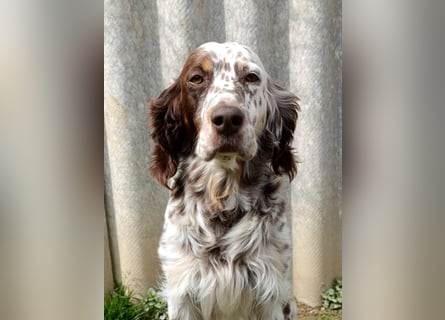 English setter Rüde Welpe