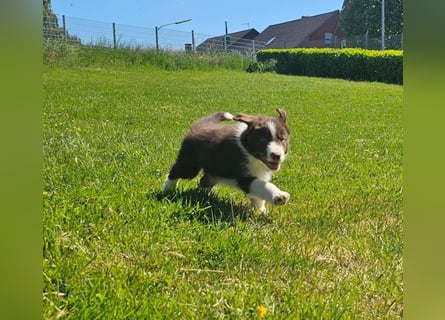 Border Collie Welpen -  Rüden