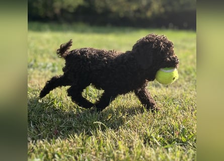 Lagotto Romagnolo – Hochwertige Welpen aus der registrierten Zuchtstätte King of the Truffles