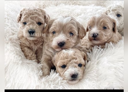 Traumhafte Maltipoo Welpen F1 Malteser Pudel