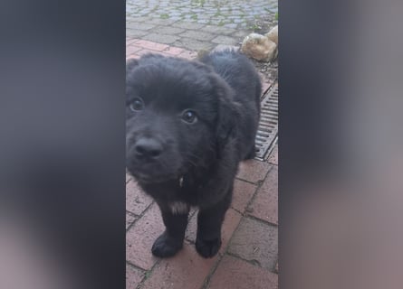 Auszug..Aussiedor F1 Familien und Therapiehund Labrador x Australien Shepherd