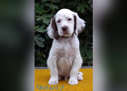 English setter Welpen (3 Rüden, 2 Hündinnen)