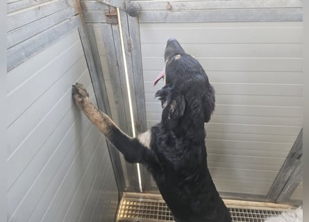 Liberotto: süßer Fratz sucht dringend Kuschelplatz