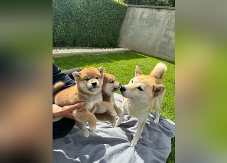 Shiba inu Welpen mit Papieren, an Erbkrankheiten getestet, Transport möglich!