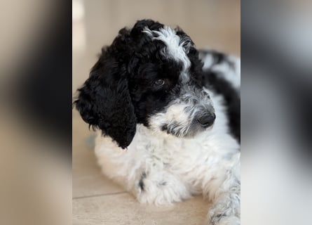 Bezaubernde Königspudel Welpen, Großpudel, Harlekin, Pudel, Videos