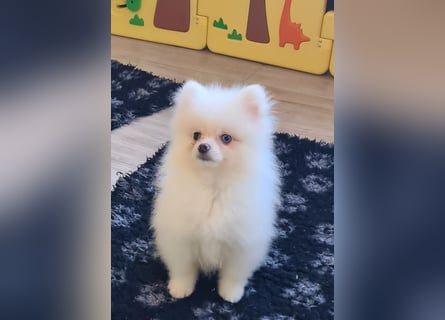 Zwergspitz Pomeranian Welpen Bärchengesichter mit Ahnentafel