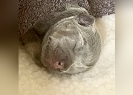 Süsse Französische Bulldoggenbabies sind da!