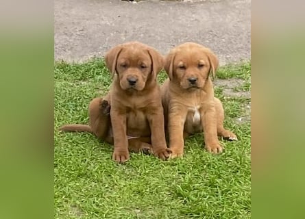 Typvolle Labrador Welpen in Foxred/Dark Foxred aus einer Top Verpaarung