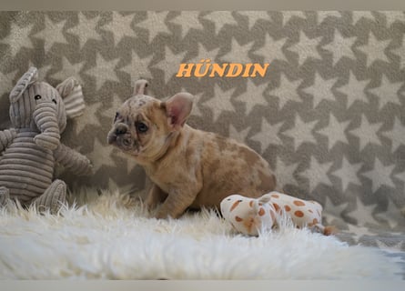 Bezaubernde  & Freiatmende Französische Bulldogge Babys auf Familiensuche
